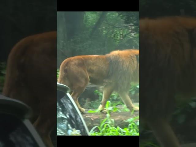 Roaring Majesty: The Proud Lion's Walk #lion #viral #shorts