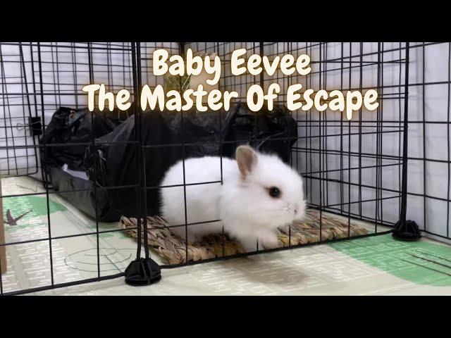 Lionhead Baby Rabbit Eevee, The Master Of Escape