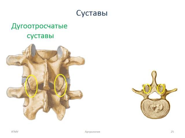 Общая артрология. Соединения костей скелета туловища