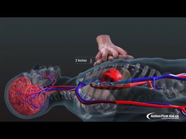 Slava Bobrov   How to pump blood to the brain  Life saving technique  #biology