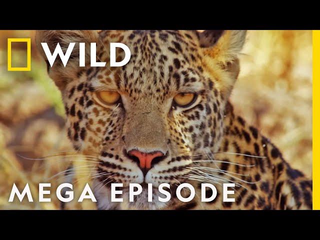 The Fight for Survival | Savage Kingdom MEGA EPISODE | Season 2 Full Episodes