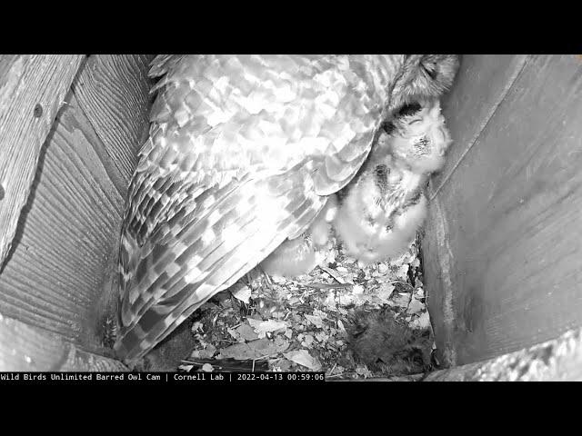 Precious Preening Session For Owlets After Female Returns To Nest Box – April 13