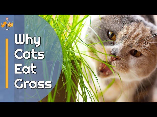 Why Do Cats Eat Grass? - The Mystery is Solved!