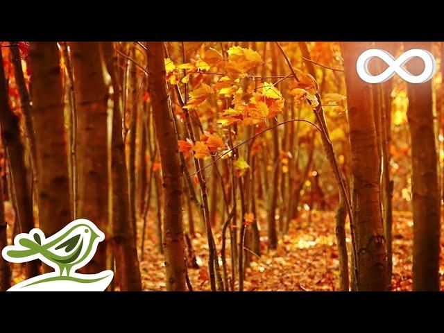 Fall Asleep Fast: Deep Relaxing Music, Sleep Music, Meditation Music, Sleeping Music 135