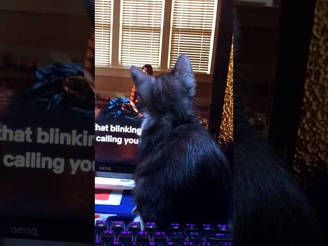 Cat Watching Breaking Bad  #cat #meow #kitten #cat #fluffykitty #cute #kittey #funny #breakingbad