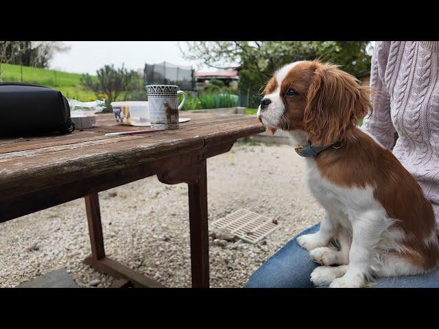 Vanilla, the Cavalier King Charles puppy. Vanilla's first vacation 2 : arrival at the country house