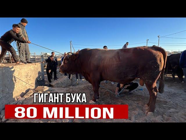 УРГАНЧ ГОЙБУ МОЛ БОЗОРИ  8 сентября 2024 г.