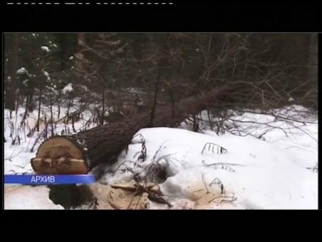 Таможенники выявили незаконный вывоз первоуральского леса