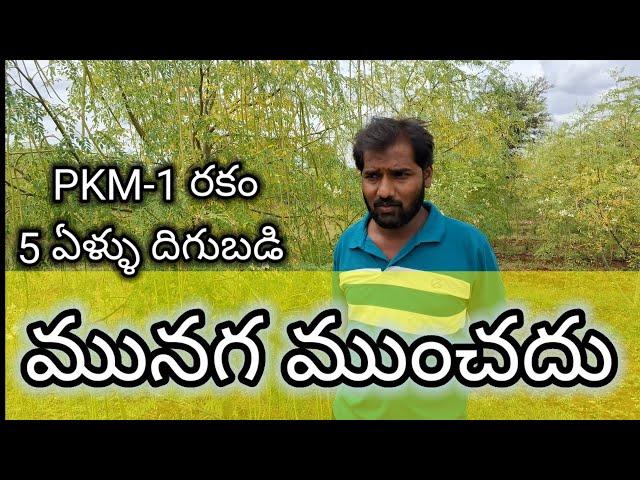 PKM-1 మునగసాగు/drumstic cultivation/moringa cultivation/munaga cultivation/drumstic moringa farming