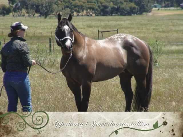 Appaloosa / Sportaloosa stallion at stud in Victoria, Australia - Cayuse Dark Enchantment