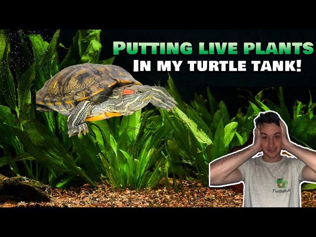 Putting LIVE Plants in my Turtle Tank: Best Plants for Turtle Tank (Java Fern, Anubias, and more)