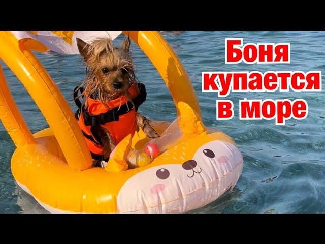 DOG VLOG: Пенная вечеринка // Йорк купается в море в Турции // Йорк на mini disco // Танец живота