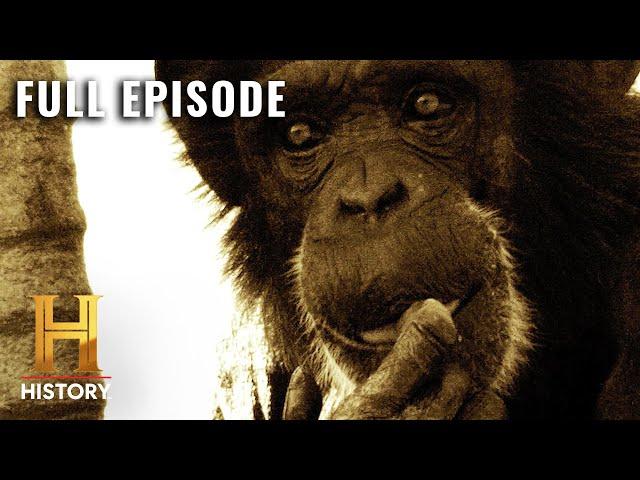 Killer Chimpanzee RAMPAGE | Human Prey (S1, E1) | Full Episode