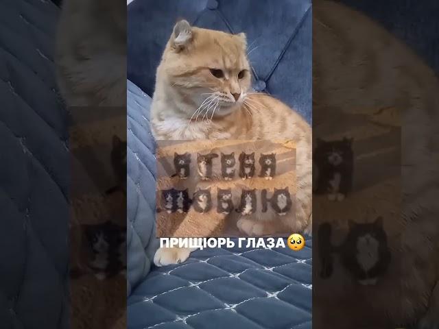 Прищюрь глаза) #cat #tiktok #trend #cute #funny #cutecat #funnycat #video