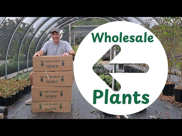 Unboxing Baby Wholesale Plants - And, HOW MUCH THEY COST.