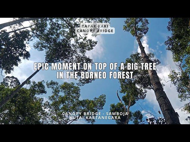 EPIC MOMENT ON TOP OF A BIG TREE IN THE BORNEO FOREST