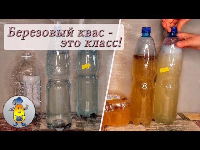 Домашний квас из березового сока с изюмом и готовый результат: 2  рецепта, сроки брожения и вкус!