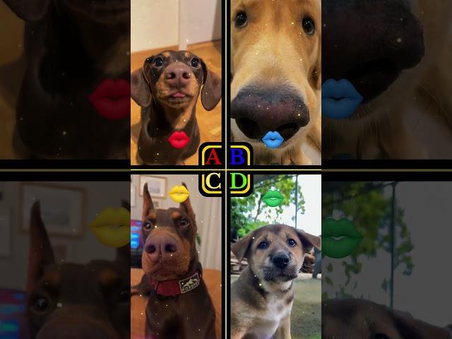 Cute Dog's Kisses | chloe_dachshundVSjaeb_89 vs titothedoberman vs oct20.vyn #shorts #dogs #cutedogs