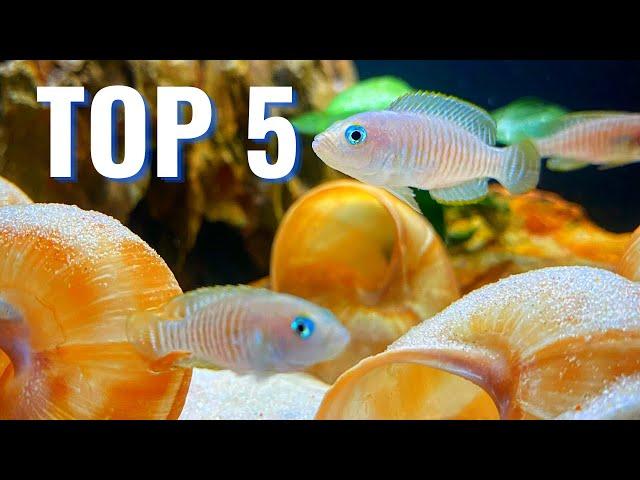 The Best Cichlids for Small Aquariums