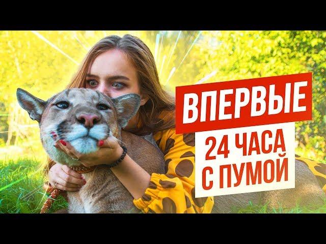 ВПЕРВЫЕ: 24 ЧАСА С ПУМОЙ / МЕНЯ ВЫГУЛИВАЕТ ПУМА