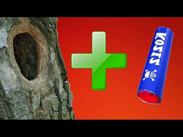 Firecrackers explode in a hollow and stumps | Explosion of a firecracker in a dry tree | Corsair 12
