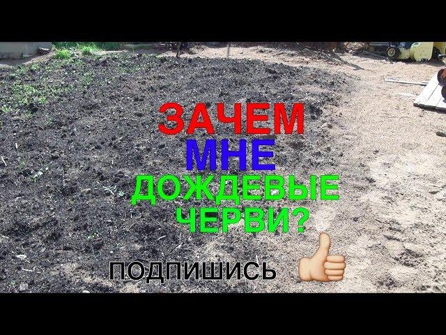 ЗАЧЕМ МНЕ ДОЖДЕВЫЕ ЧЕРВИ?  001 