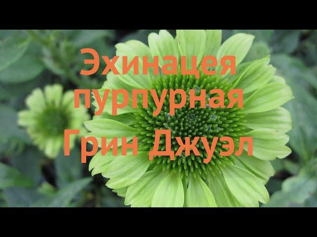 Эхинацея пурпурная Грин Джуэл (echinacea purpurea)  обзор: как сажать, саженцы эхинацеи Грин Джуэл