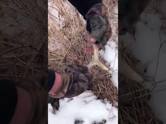 No Tine left behind! #hunting #antlers #shed #shorts #iowa #scout #winter #hiking #snow #tiny #trip