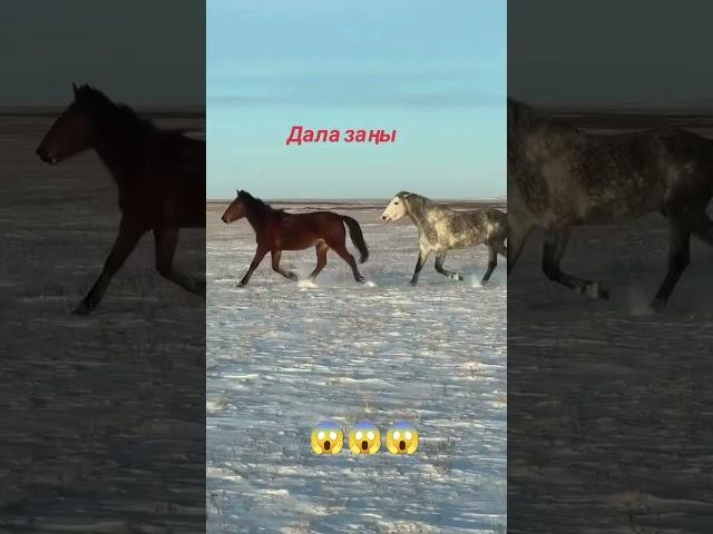Міне айғыр  #айғыр ##кокпар #stallion #animals #horsefan