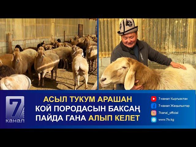 АСЫЛ ТУКУМ АРАШАН КОЙ ПОРОДАСЫН БАКСАҢ ПАЙДА ГАНА АЛЫП КЕЛЕТ