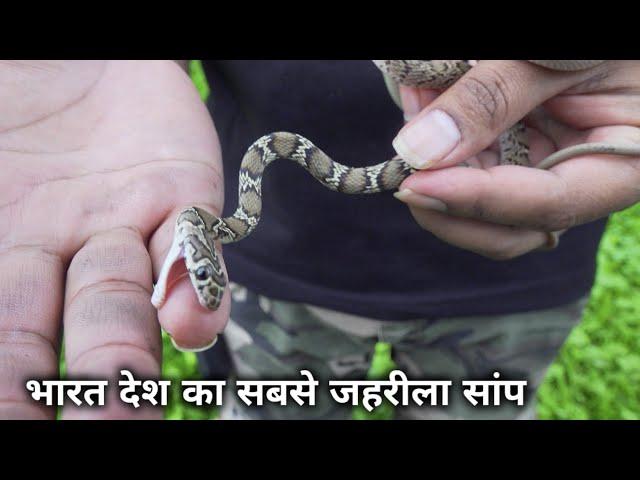 अजगर सांप और रसल वाईपर सांप का अंतर Difference between Rock python snake and russell viper snake