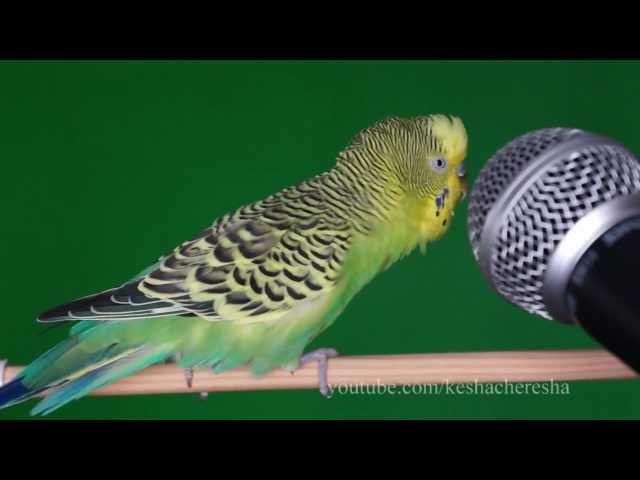 Parrot Kesha sings with a microphone and hops !!! - keshacheresha