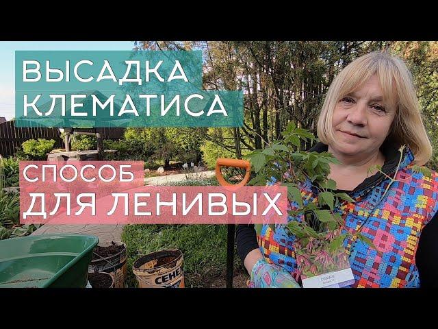 Высадка клематиса: способ для ленивых. Показываю на примере посадки клематиса княжик.