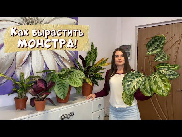 Как вырасить МОНСТРА! Уход за калатеями. Обзор коллекции калатей.