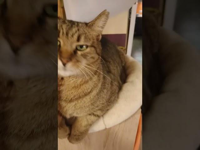 Viki