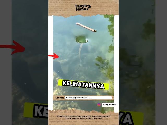 PERHATIKAN BAIK-BAIK ‼️ PUSARAN KECIL DI SUNGAI INI SERING DISEPELEKAN #shorts