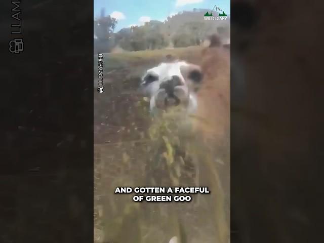 Why Do They Spit Like That?  #animals #cute