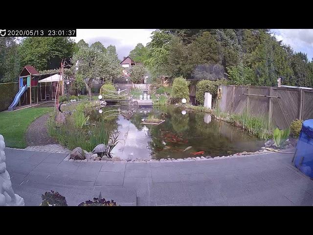 Hasserfüllter Fischreiher im Teich