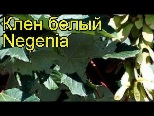 Клен белый Нигения. Краткий обзор, описание характеристик acer pseudoplatanus Negenia