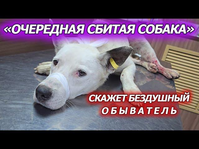 Общество привыкло к сбитым животным, а значит зло победило и навязало свои правила нормы.