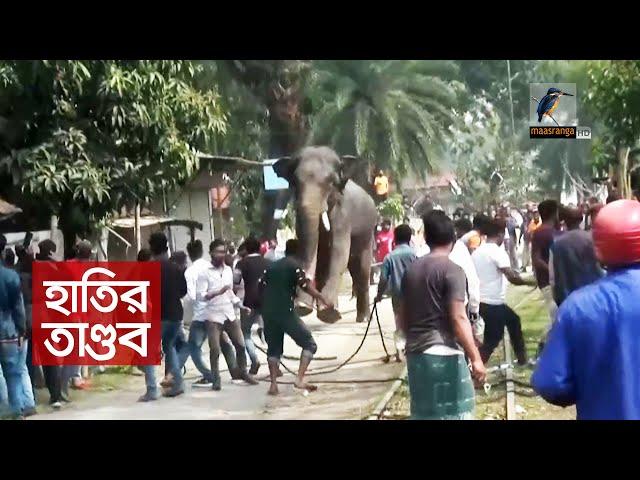 লালমনিরহাটে তাণ্ডব চালিয়েছে সার্কাসের হাতি | Lalmonirhat News | Maasranga News