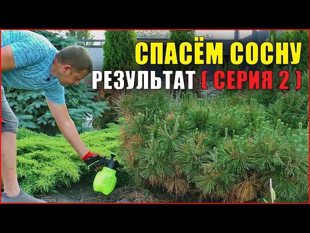 (Часть2) Сосна желтеет, что делать? Фузариоз сосны! Болезни хвойных растений.