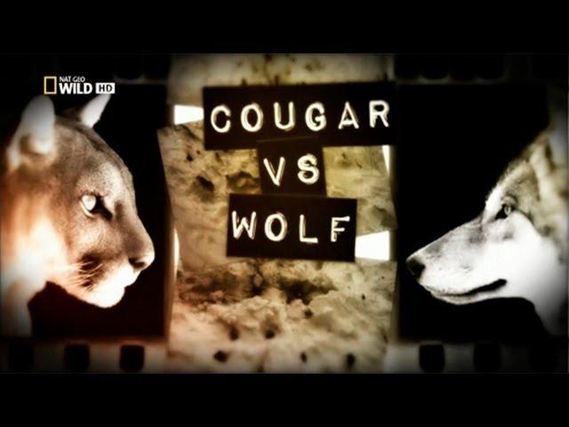 Пума Против Волка,Cougar vs Wolf,NatGeoWild