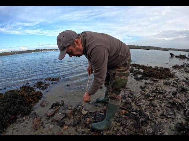 Pêche à pied dans l'estuaire de la Rance