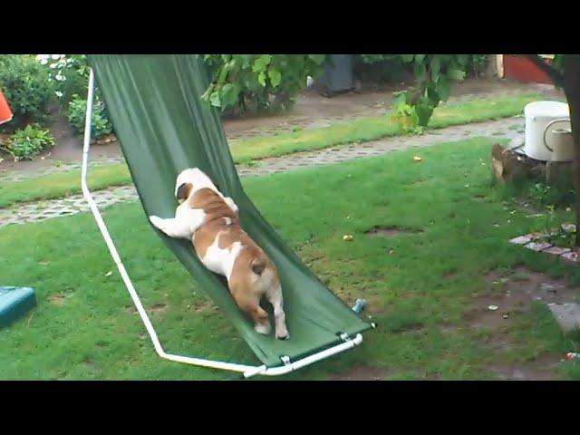 Bulldog Plays on Hammock in the Rain | Funny Bulldog Video