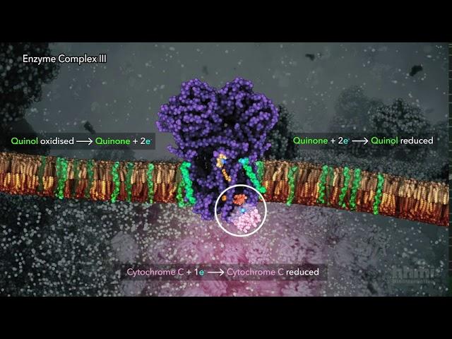 Electron Transport Chain | HHMI BioInteractive Video