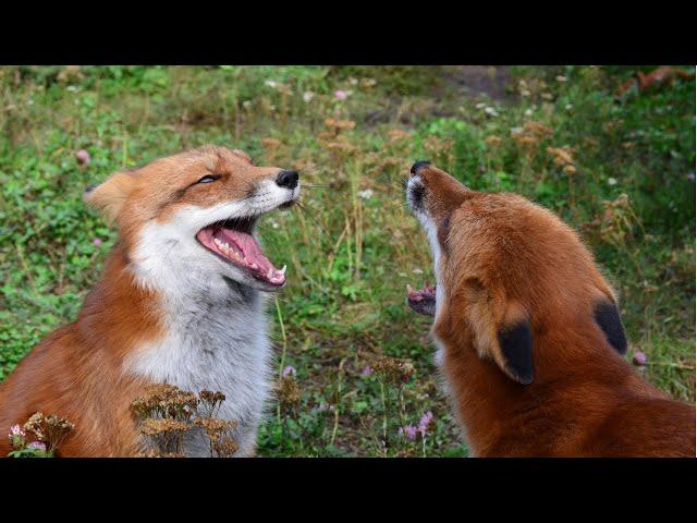 Have you heard foxes laugh?