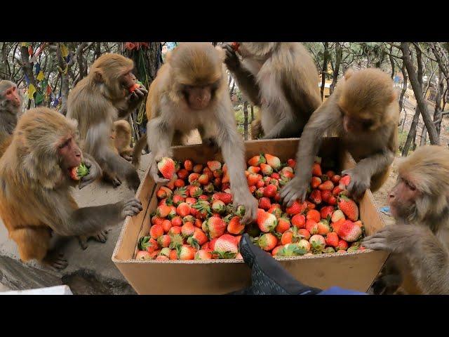 Lucky monkey ate fresh village strawberry || Helping homeless people in street || huminity