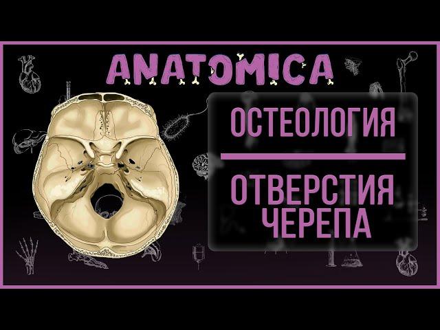 Отверстия основания черепа и их содержимое / Остеология