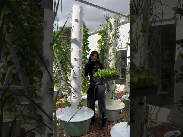 Maximize crop yield with soilless aeroponic tower farming! #verticalfarming #aeroponics